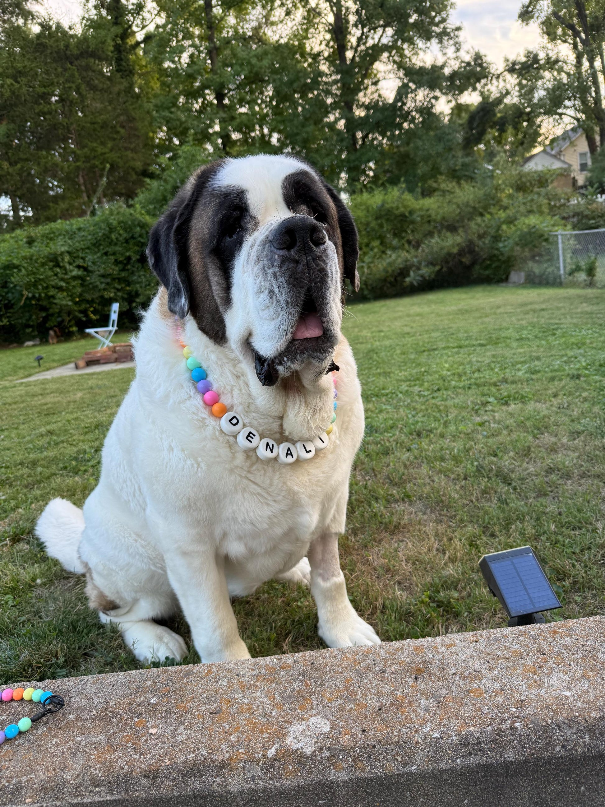 Customer photo: a dog wearing a personalized beaded Pawpaya collar (5)
