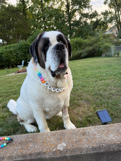 Customer photo: a dog wearing a personalized beaded Pawpaya collar (5)