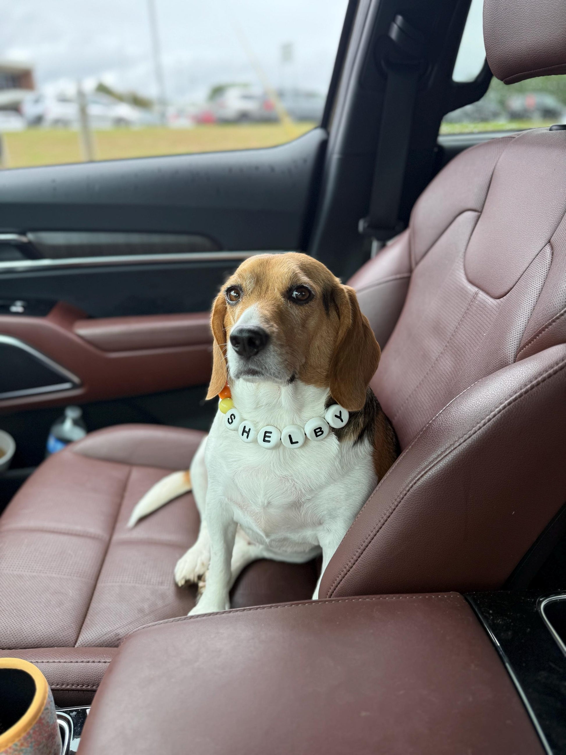 Customer photo: a dog wearing a personalized beaded Pawpaya collar (6)