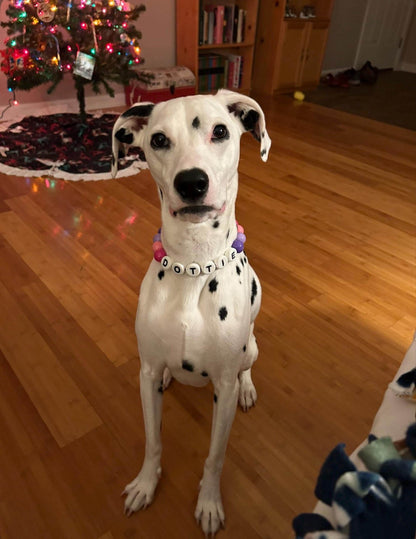 Customer photo: a dog wearing a personalized beaded Pawpaya collar (7)