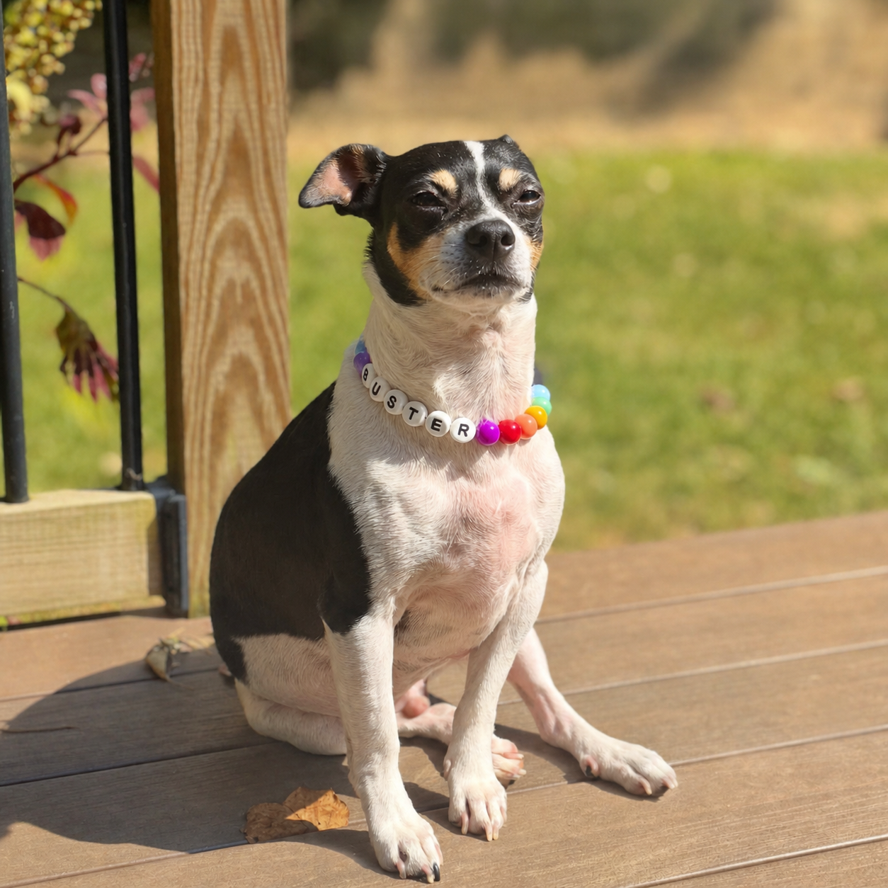 Customer photo: a dog wearing a personalized beaded Pawpaya collar (4)
