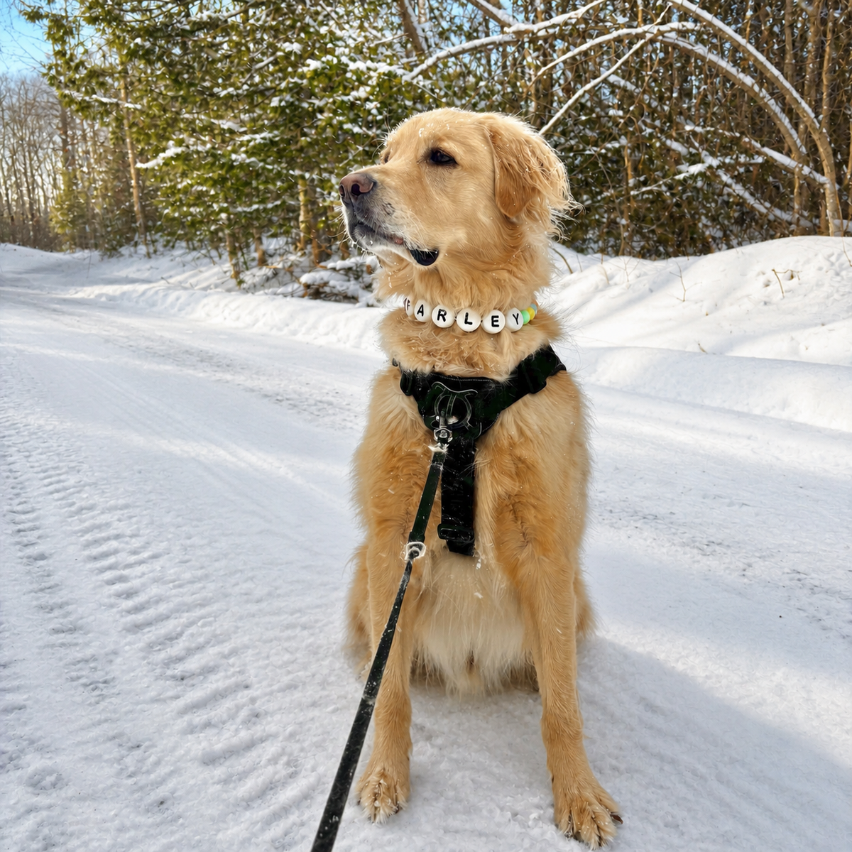 Golden retriever wearing a personalized Pawpaya beaded collar in the snow