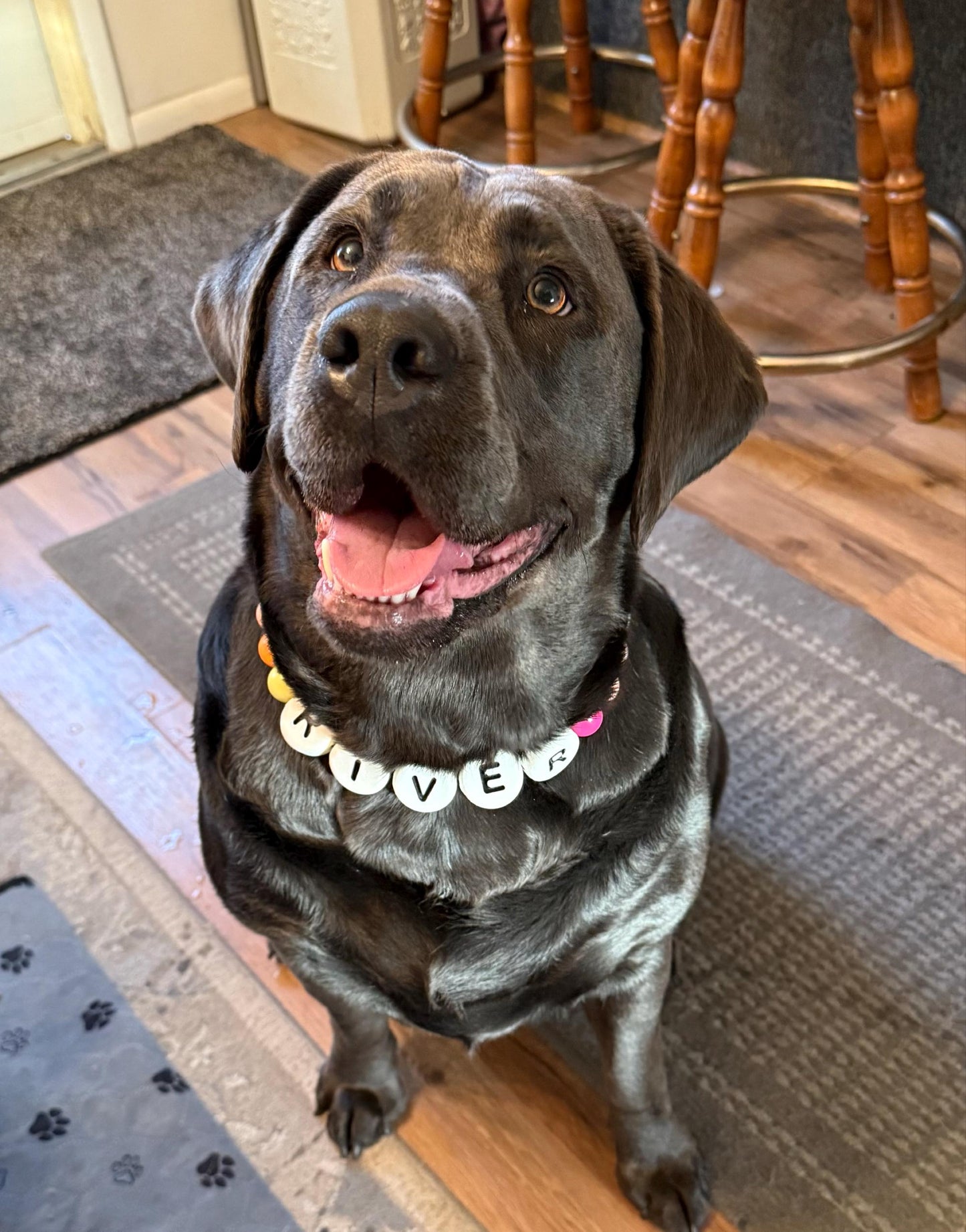 Customer photo: a dog wearing a personalized beaded Pawpaya collar (8)