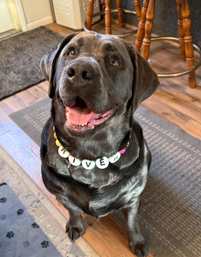 Customer photo: a dog wearing a personalized beaded Pawpaya collar (8)