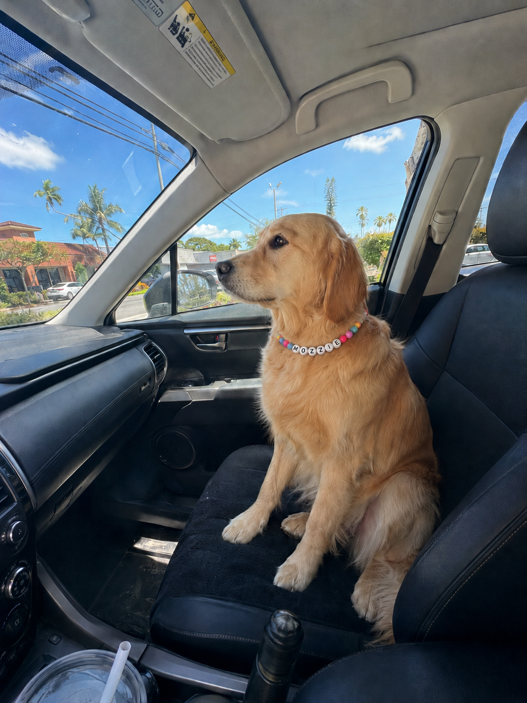 Golden retriever in car wearing Pawpaya collar