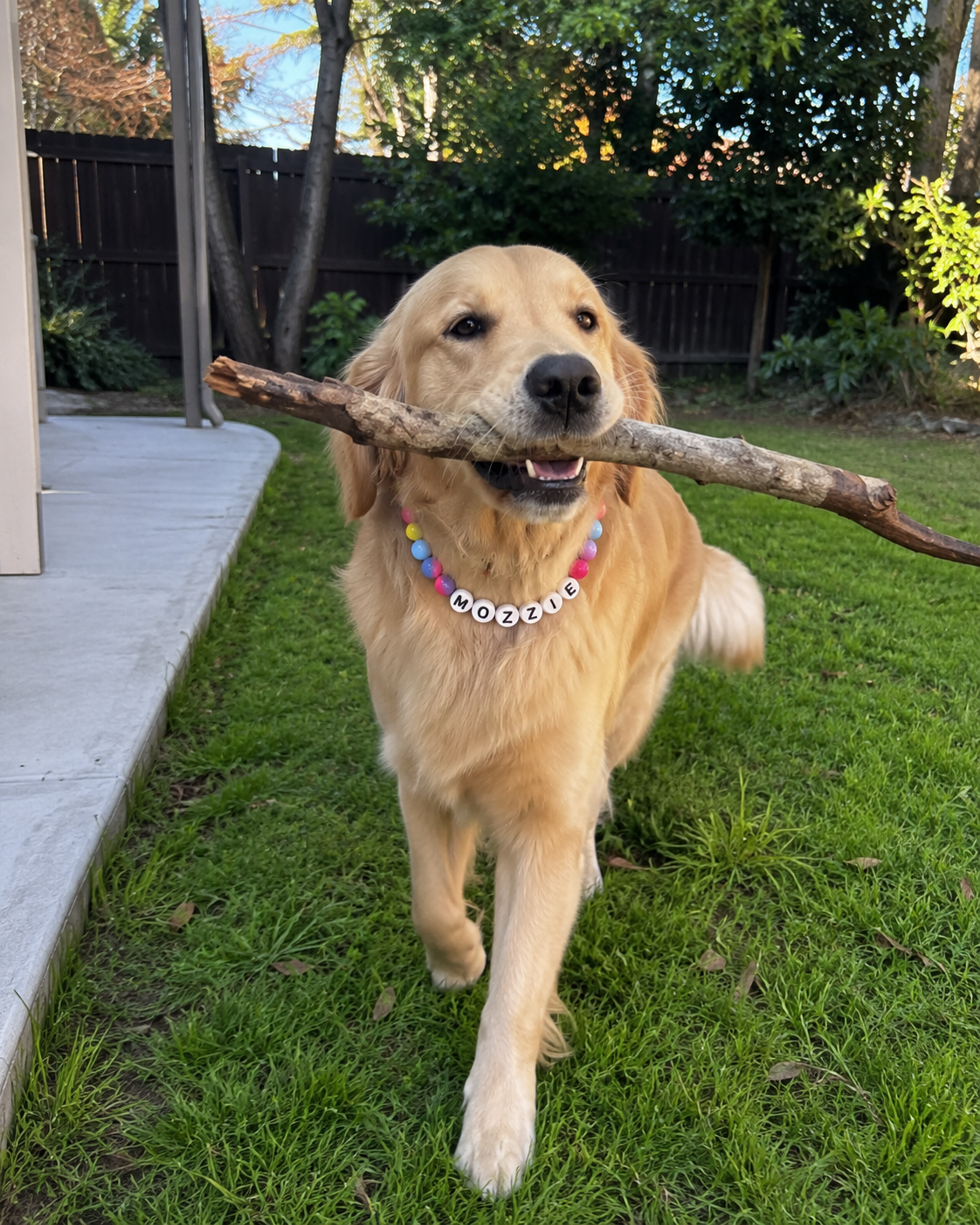 Golden retriever with stick wearing Pawpaya collar