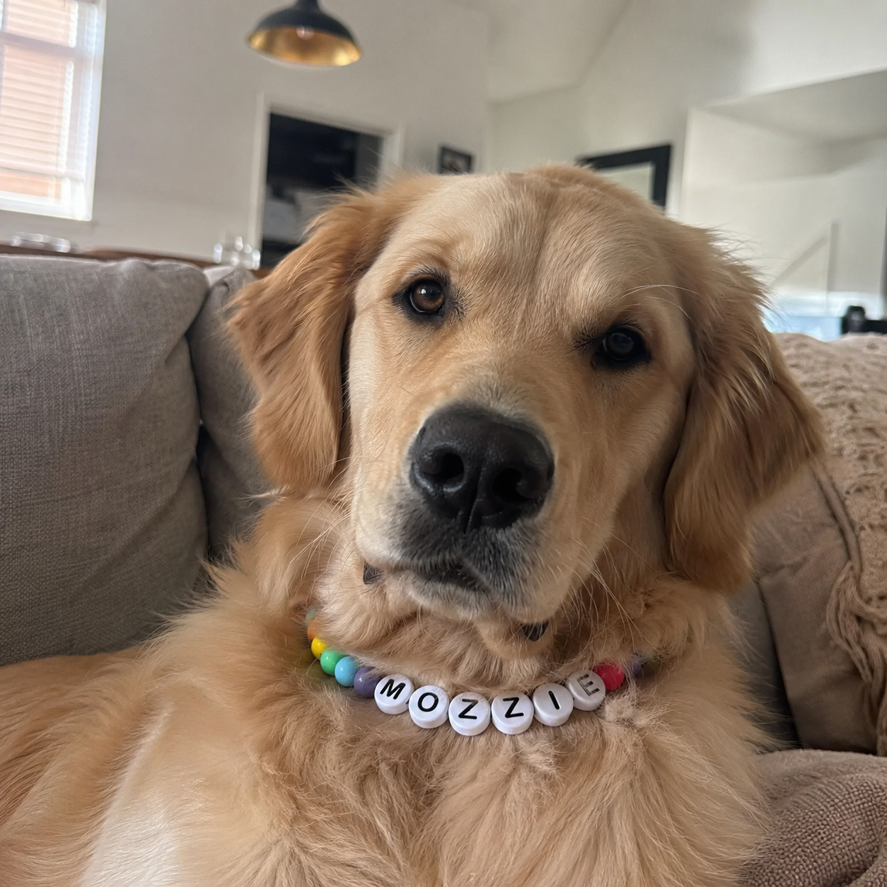 Golden retriever wearing Pawpaya collar